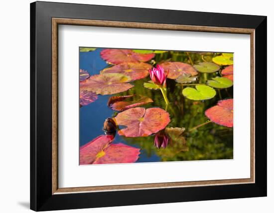 Pink Water Lilly Pond Reflection Mission San Juan Capistrano Garden California-William Perry-Framed Photographic Print