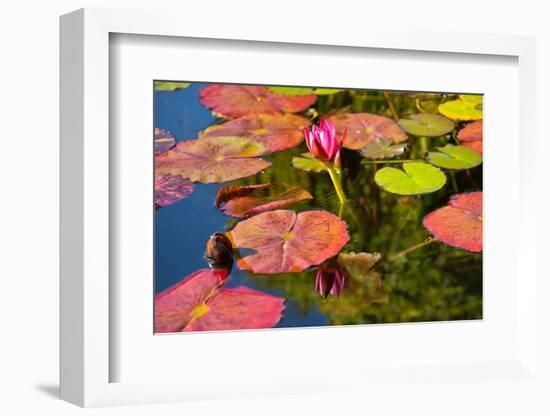 Pink Water Lilly Pond Reflection Mission San Juan Capistrano Garden California-William Perry-Framed Photographic Print