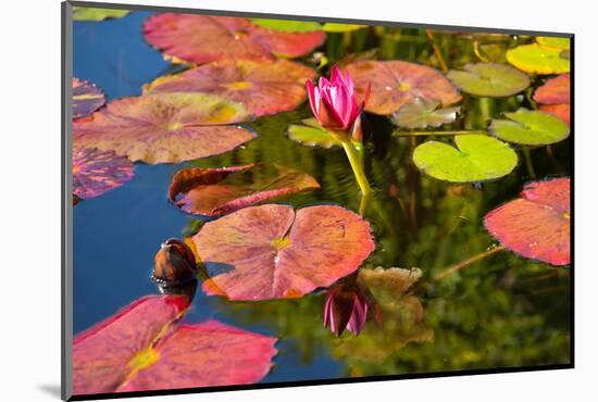 Pink Water Lilly Pond Reflection Mission San Juan Capistrano Garden California-William Perry-Mounted Photographic Print