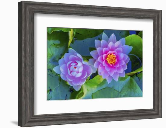 Pink Water Lily Green Lily Pads Perennial VanDusen Botanical Garden, Vancouver, British Columbia-William Perry-Framed Photographic Print