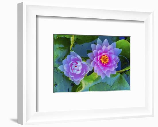 Pink Water Lily Green Lily Pads Perennial VanDusen Botanical Garden, Vancouver, British Columbia-William Perry-Framed Photographic Print