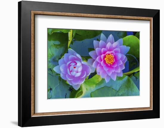 Pink Water Lily Green Lily Pads Perennial VanDusen Botanical Garden, Vancouver, British Columbia-William Perry-Framed Photographic Print