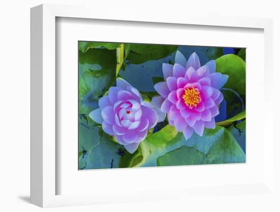 Pink Water Lily Green Lily Pads Perennial VanDusen Botanical Garden, Vancouver, British Columbia-William Perry-Framed Photographic Print