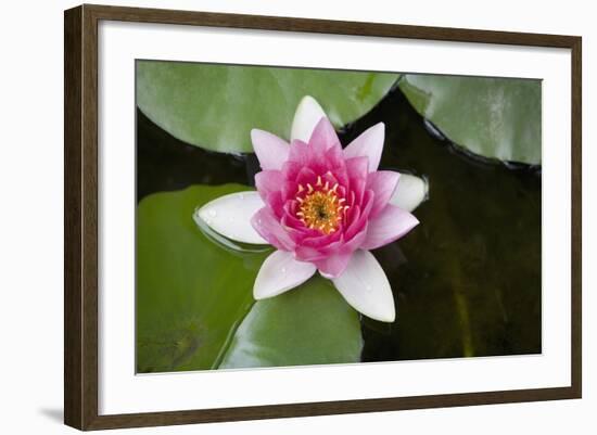 Pink Water Lily in Pond-Martin Child-Framed Photographic Print