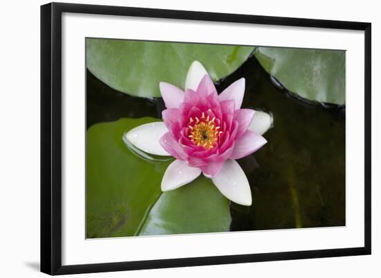 Pink Water Lily in Pond-Martin Child-Framed Photographic Print