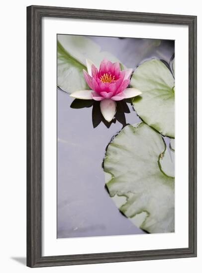 Pink Water Lily in Pond-Martin Child-Framed Photographic Print