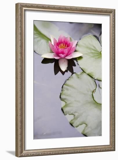 Pink Water Lily in Pond-Martin Child-Framed Photographic Print