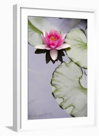 Pink Water Lily in Pond-Martin Child-Framed Photographic Print