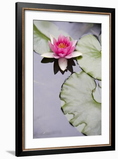 Pink Water Lily in Pond-Martin Child-Framed Photographic Print
