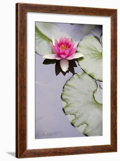 Pink Water Lily in Pond-Martin Child-Framed Photographic Print