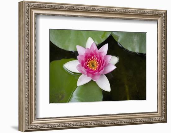 Pink Water Lily in Pond-Martin Child-Framed Photographic Print