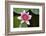 Pink Water Lily in Pond-Martin Child-Framed Photographic Print