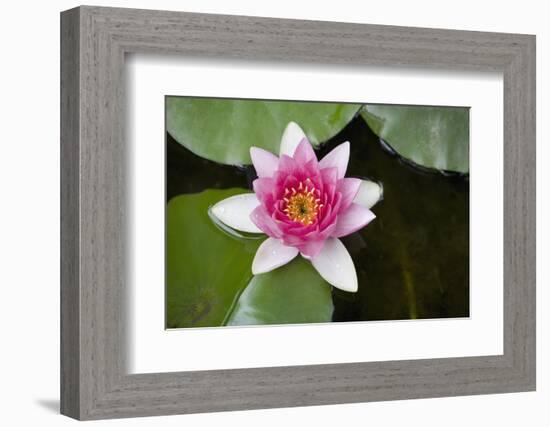 Pink Water Lily in Pond-Martin Child-Framed Photographic Print