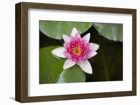 Pink Water Lily in Pond-Martin Child-Framed Photographic Print