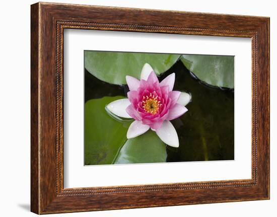 Pink Water Lily in Pond-Martin Child-Framed Photographic Print