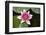 Pink Water Lily in Pond-Martin Child-Framed Photographic Print