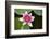 Pink Water Lily in Pond-Martin Child-Framed Photographic Print