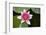 Pink Water Lily in Pond-Martin Child-Framed Photographic Print