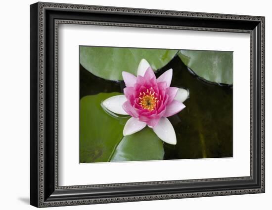 Pink Water Lily in Pond-Martin Child-Framed Photographic Print