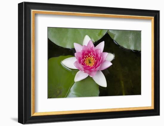 Pink Water Lily in Pond-Martin Child-Framed Photographic Print