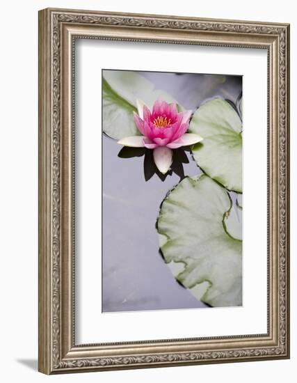 Pink Water Lily in Pond-Martin Child-Framed Photographic Print