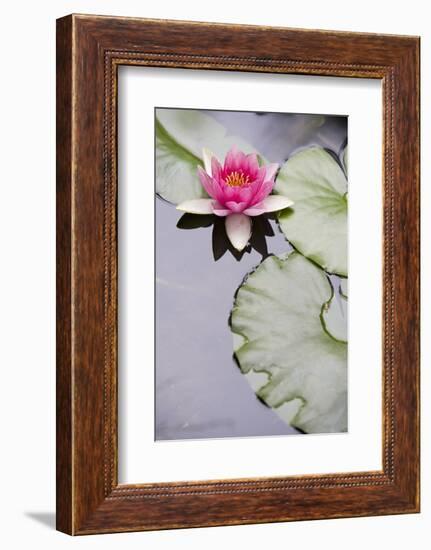 Pink Water Lily in Pond-Martin Child-Framed Photographic Print