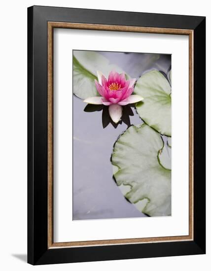 Pink Water Lily in Pond-Martin Child-Framed Photographic Print