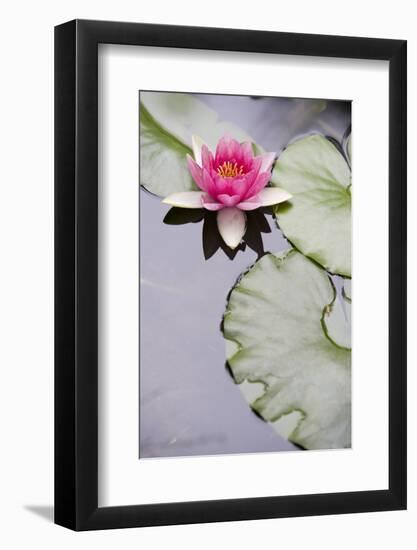 Pink Water Lily in Pond-Martin Child-Framed Photographic Print