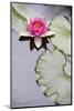 Pink Water Lily in Pond-Martin Child-Mounted Photographic Print