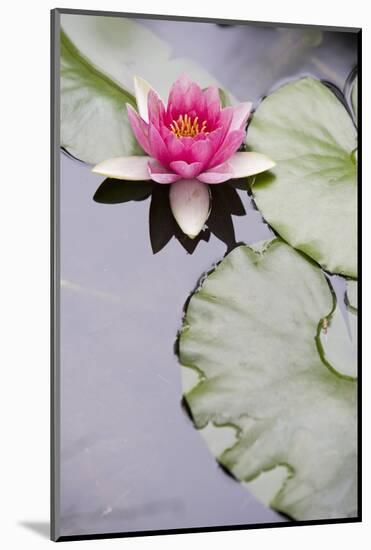 Pink Water Lily in Pond-Martin Child-Mounted Photographic Print