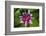 Pink Water Lily in pond-Jim Engelbrecht-Framed Photographic Print