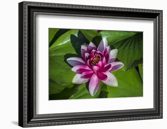 Pink Water Lily in pond-Jim Engelbrecht-Framed Photographic Print