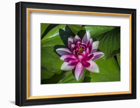 Pink Water Lily in pond-Jim Engelbrecht-Framed Photographic Print