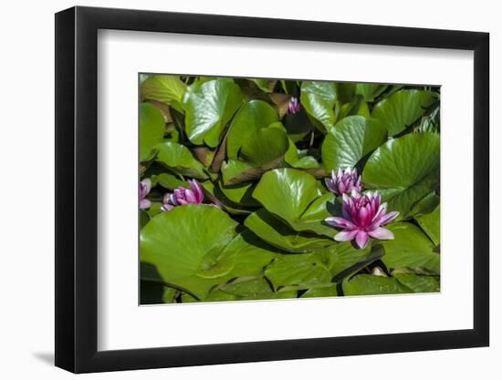 Pink Water Lily in pond-Lisa S. Engelbrecht-Framed Photographic Print