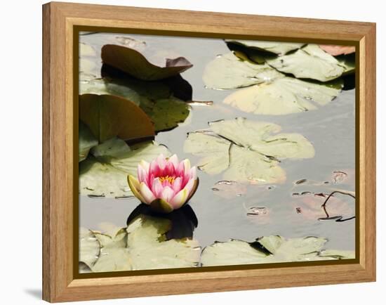 Pink Water Lily, Stanley Park, British Columbia, Canada-Paul Colangelo-Framed Premier Image Canvas