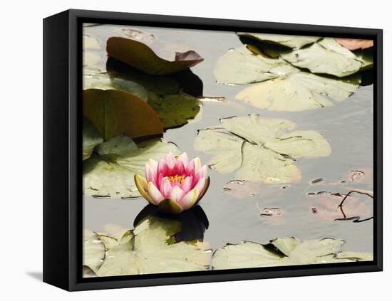 Pink Water Lily, Stanley Park, British Columbia, Canada-Paul Colangelo-Framed Premier Image Canvas