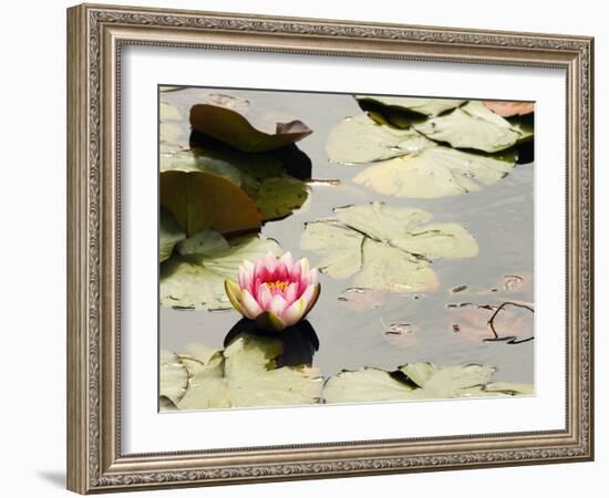 Pink Water Lily, Stanley Park, British Columbia, Canada-Paul Colangelo-Framed Photographic Print