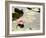 Pink Water Lily, Stanley Park, British Columbia, Canada-Paul Colangelo-Framed Photographic Print