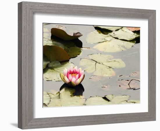 Pink Water Lily, Stanley Park, British Columbia, Canada-Paul Colangelo-Framed Photographic Print