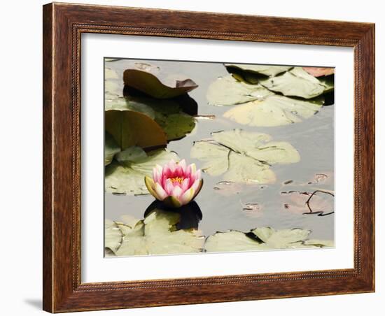 Pink Water Lily, Stanley Park, British Columbia, Canada-Paul Colangelo-Framed Photographic Print