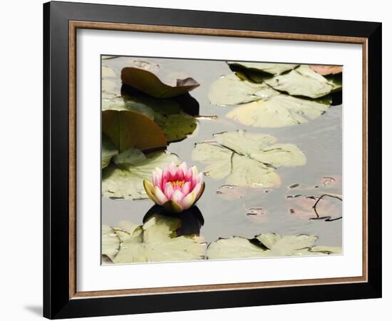 Pink Water Lily, Stanley Park, British Columbia, Canada-Paul Colangelo-Framed Photographic Print