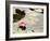 Pink Water Lily, Stanley Park, British Columbia, Canada-Paul Colangelo-Framed Photographic Print