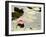 Pink Water Lily, Stanley Park, British Columbia, Canada-Paul Colangelo-Framed Photographic Print