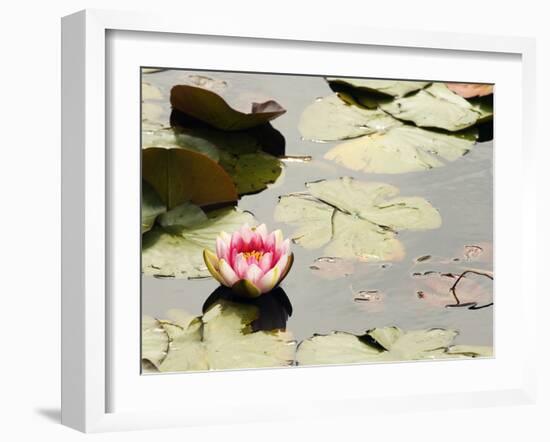 Pink Water Lily, Stanley Park, British Columbia, Canada-Paul Colangelo-Framed Photographic Print