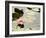 Pink Water Lily, Stanley Park, British Columbia, Canada-Paul Colangelo-Framed Photographic Print