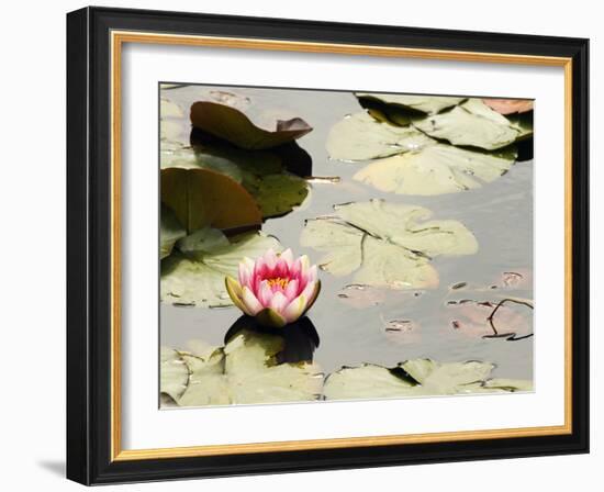 Pink Water Lily, Stanley Park, British Columbia, Canada-Paul Colangelo-Framed Photographic Print