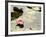 Pink Water Lily, Stanley Park, British Columbia, Canada-Paul Colangelo-Framed Photographic Print