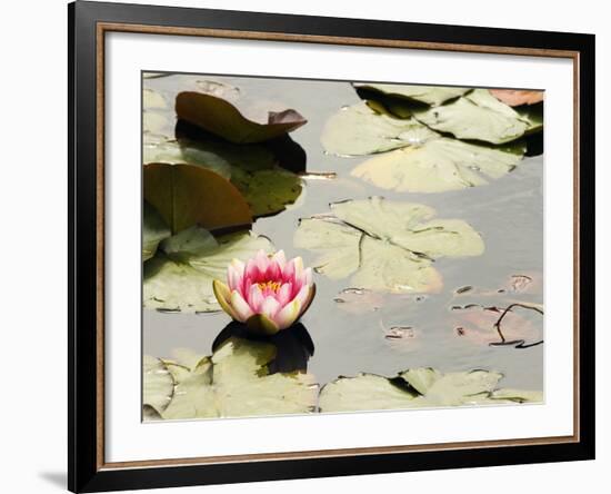 Pink Water Lily, Stanley Park, British Columbia, Canada-Paul Colangelo-Framed Photographic Print