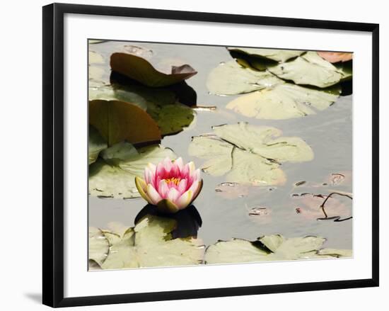 Pink Water Lily, Stanley Park, British Columbia, Canada-Paul Colangelo-Framed Photographic Print