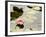 Pink Water Lily, Stanley Park, British Columbia, Canada-Paul Colangelo-Framed Photographic Print